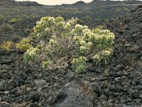 Echium brevirame 3, Saxifraga-Hans Grotenhuis