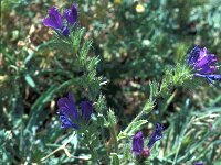 Echium gaditanum 11, Saxifraga-Jan van der Straaten