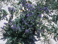 Echium gaditanum 12, Saxifraga-Jan van der Straaten