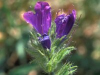 Echium gaditanum 13, Saxifraga-Jan van der Straaten