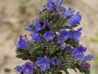 Echium gaditanum 5, Saxifraga-Willem van Kruijsbergen