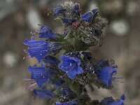 Echium gaditanum 7, Saxifraga-Willem van Kruijsbergen