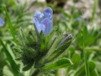 Echium parviflorum 5, Saxifraga-Rutger Barendse
