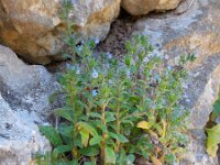 Echium parviflorum 6, Saxifraga-Ed Stikvoort