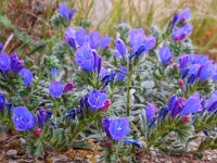 Echium sabulicola 8, Saxifraga-Ed Stikvoort