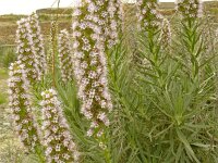 Echium virescens, Saxifraga-Hans Grotenhuis