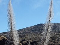 Echium wildpretii 2, Saxifraga-Ed Stikvoort