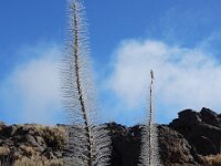 Echium wildpretii 8, Saxifraga-Ed Stikvoort