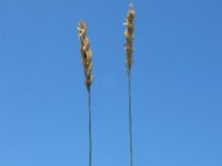 Elymus athericus 6, Zeekweek, Saxifraga-Ed Stikvoort