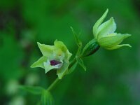 Epipactis muelleri 22, Geelgroene wespenorchis, Saxifraga-Ed Stikvoort