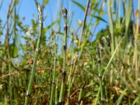 Equisetum variegatum 11, Bonte paardenstaart, Saxifraga-Ed Stikvoort