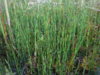Equisetum variegatum 12, Bonte paardenstaart, Saxifraga-Ed Stikvoort