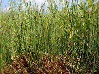 Equisetum variegatum 14, Bonte paardenstaart, Saxifraga-Ed Stikvoort