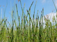 Equisetum variegatum 15, Bonte paardenstaart, Saxifraga-Ed Stikvoort
