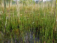 Equisetum variegatum 16, Bonte paardenstaart, Saxifraga-Ed Stikvoort