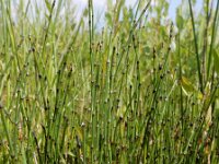 Equisetum variegatum 17, Bonte paardenstaart, Saxifraga-Ed Stikvoort
