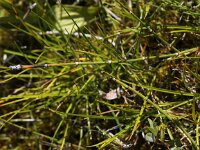 Equisetum variegatum 2, Bonte paardenstaart, Saxifraga-Peter Meininger
