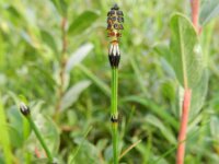 Equisetum variegatum 9, Bonte paardenstaart, Saxifraga-Rutger Barendse