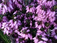 Erica carnea 2, Saxifraga-Jasenka Topic