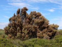 Erica scoparia 13, Bezemdophei, Saxifraga-Ed Stikvoort