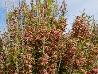 Erica scoparia 4, Bezemdophei, Saxifraga-Ed Stikvoort