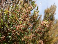 Erica scoparia 5, Bezemdophei, Saxifraga-Ed Stikvoort
