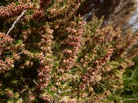 Erica scoparia 6, Bezemdophei, Saxifraga-Ed Stikvoort