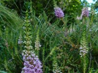 Erica vagans 8, Saxifraga-Ed Stikvoort : Poncebos - Cordiñanes de Valdeón s9900