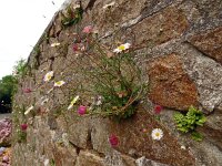 Erigeron karvinskianus 27, Muurfijnstraal, Saxifraga-Hans Grotenhuis
