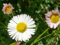 Erigeron karvinskianus 29, Muurfijnstraal, Saxifraga-Hans Grotenhuis