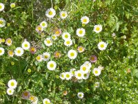 Erigeron karvinskianus 31, Muurfijnstraal, Saxifraga-Hans Grotenhuis