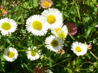 Erigeron karvinskianus 32, Muurfijnstraal, Saxifraga-Hans Grotenhuis