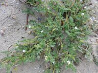 Erodium lebelii 7, Kleverige reigersbek, Saxifraga-Ed Stikvoort