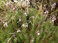 Erysimum scoparium 10, Saxifraga-Hans Grotenhuis