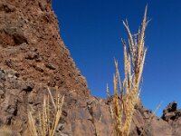 Erysimum scoparium 5, Saxifraga-Ed Stikvoort
