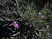 Erysimum scoparium 6, Saxifraga-Ed Stikvoort