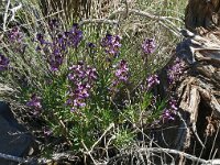 Erysimum scoparium 7, Saxifraga-Hans Grotenhuis