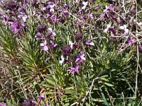 Erysimum scoparium 8, Saxifraga-Hans Grotenhuis