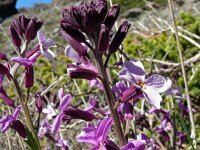 Erysimum scoparium 9, Saxifraga-Hans Grotenhuis