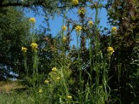 Erysimum virgatum 15, Stijve steenraket, Saxifraga-Ed Stikvoort