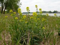 Erysimum virgatum 17, Stijve steenraket, Saxifraga-Hans Grotenhuis