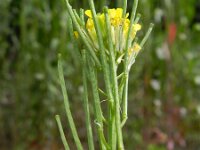Erysimum virgatum 3, Stijve steenraket, Saxifraga-Rutger Barendse