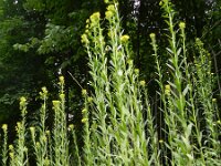 Erysimum virgatum 4, Stijve steenraket, Saxifraga-Rutger Barendse