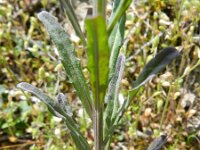 Erysimum virgatum 6, Stijve steenraket, Saxifraga-Rutger Barendse