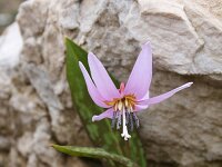 Erythronium dens-canis 7, Saxifraga-Dirk Hilbers
