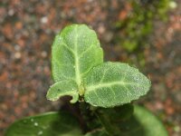 Euonymus fortunei 11, Kruipkardinaalsmuts, Saxifraga-Rutger Barendse