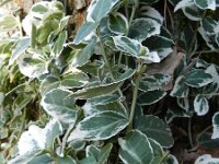 Euonymus fortunei 2, Kruipkardinaalsmuts, Saxifraga-Rutger Barendse