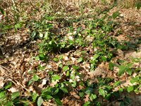 Euonymus fortunei 3, Kruipkardinaalsmuts, Saxifraga-Rutger Barendse