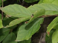 Euonymus latifolia 2, Saxifraga-Rutger Barendse