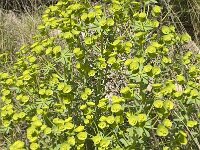 Euphorbia biumbellata 5, Saxifraga-Jan van der Straaten
